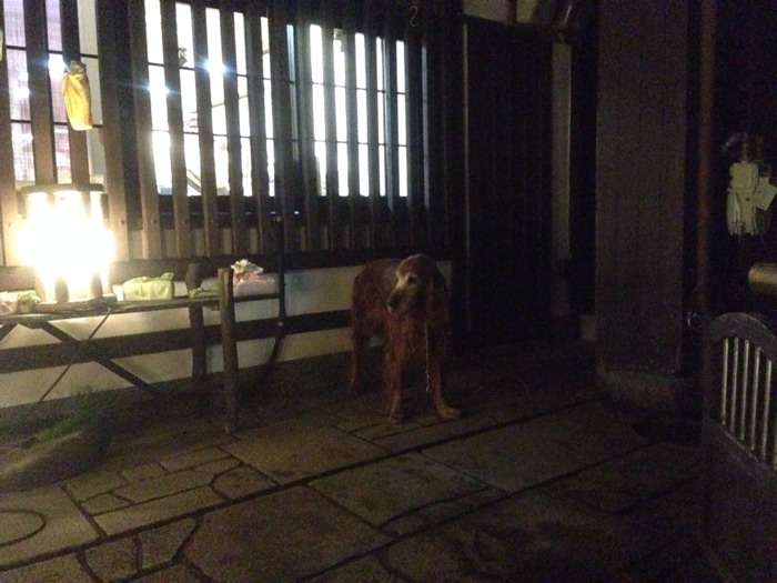 犬