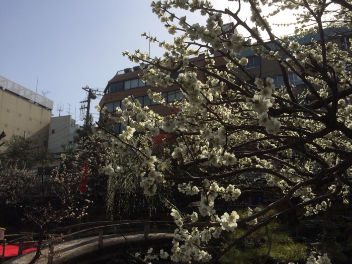 梅まつり