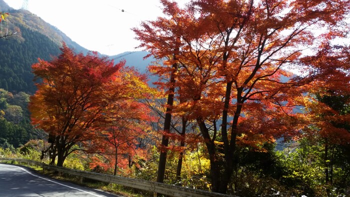 八風街道の紅葉
