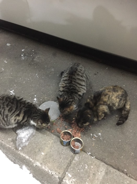 全部で３匹‼︎！