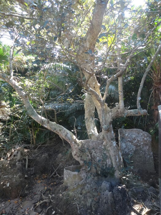 サキシマスオウノキ群落