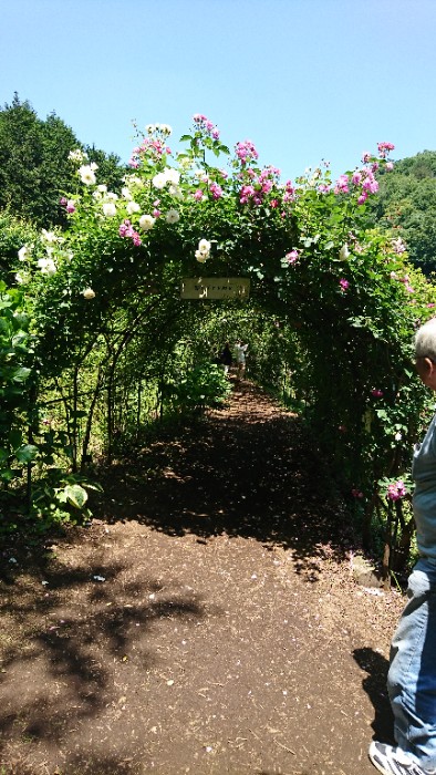 滝の入ローズガーデン 