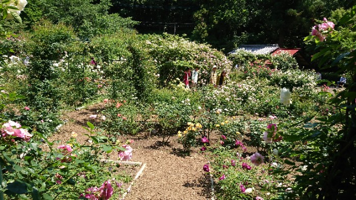 滝の入ローズガーデン 下のバラ園