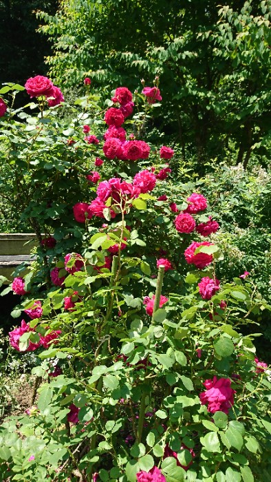 ティスオブザ ダーバービルズ