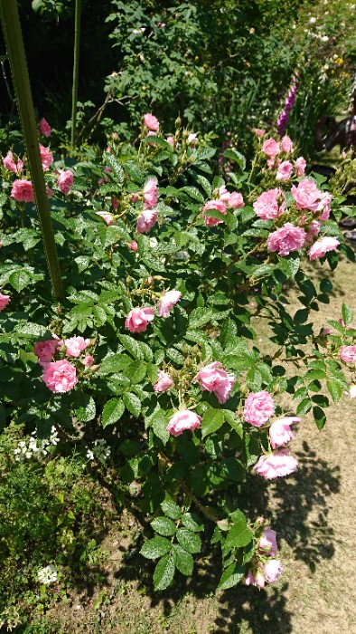 ピンククルーテン ドルスト