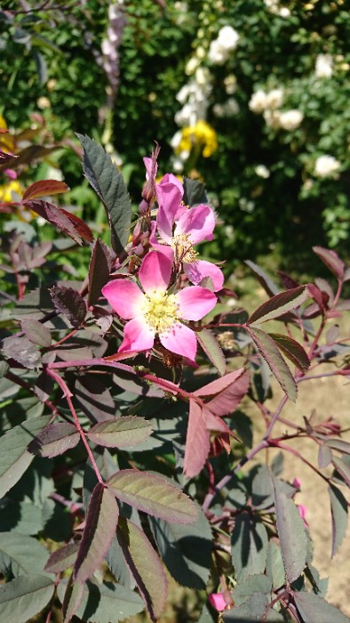 ロサ ルブリフォリア