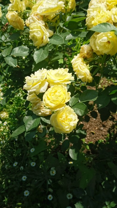 ゴールデンボーダー 1987 オランダ