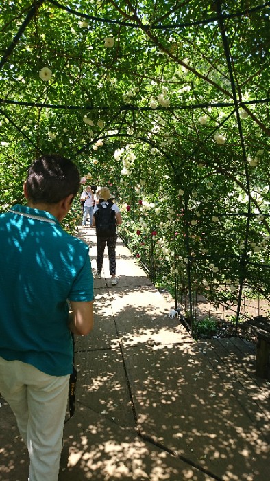 バーゴラの内側から外側を撮影