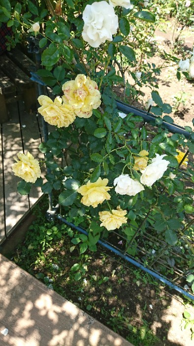 ゴールドバニー 1978 フランス