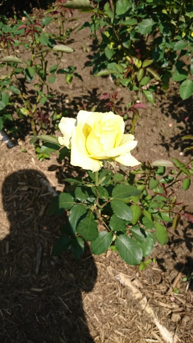 ゴールデンメダィョン