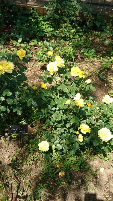 ゴールドバニー