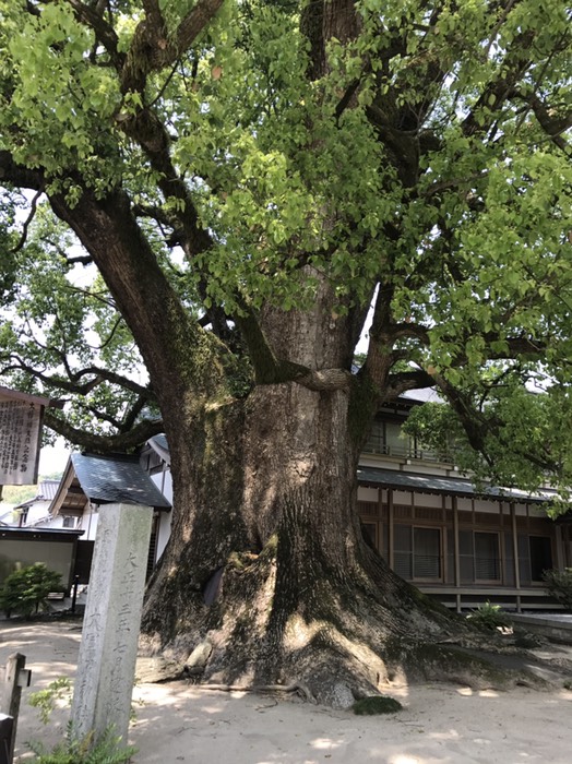 大樟