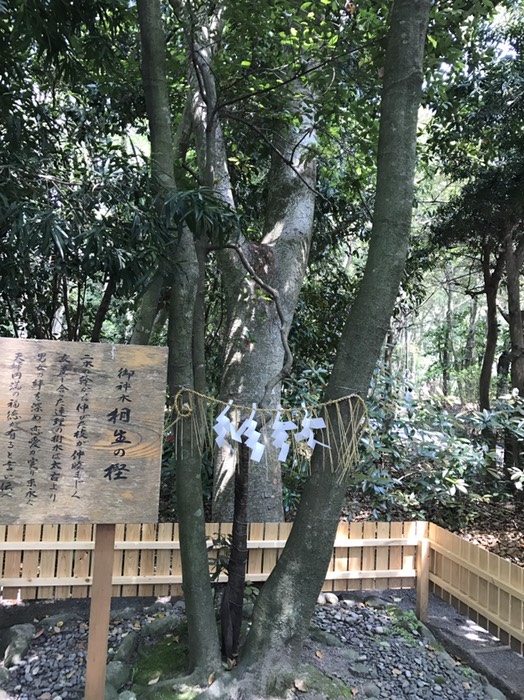 相生の樫