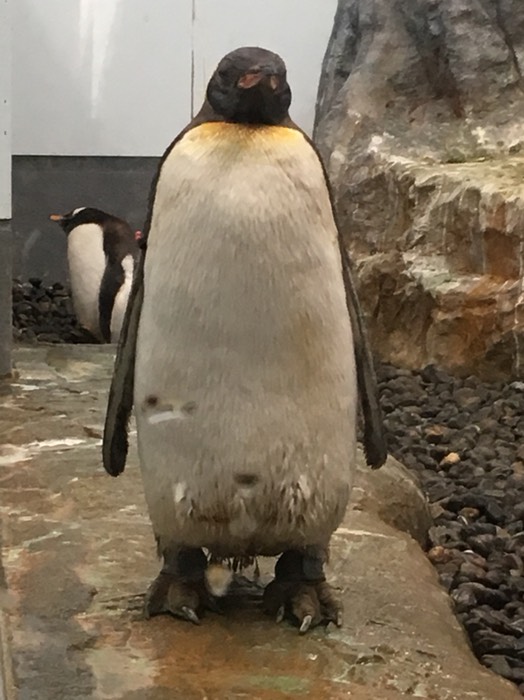 ペンギンボス
