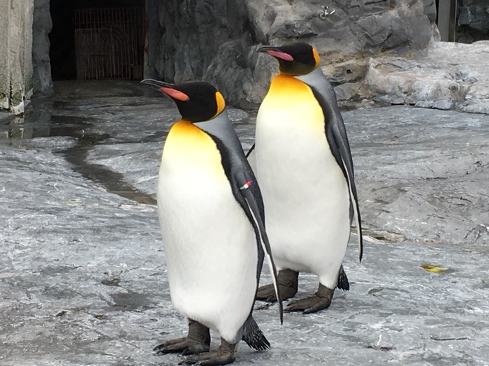 ツインペンギン