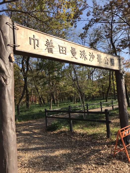 巾着田曼珠沙華公園