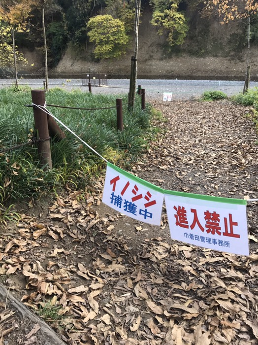 イノシシ捕獲中