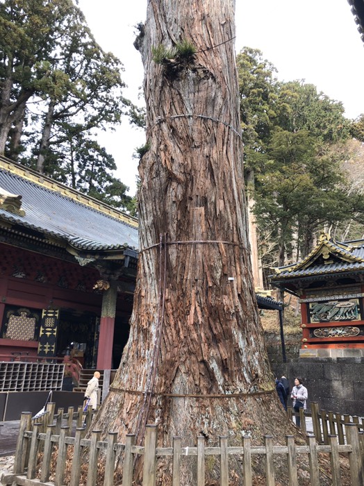 一番太い杉の木