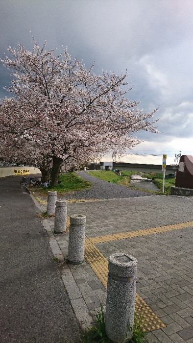 黒目川花まつり 2019-4-2