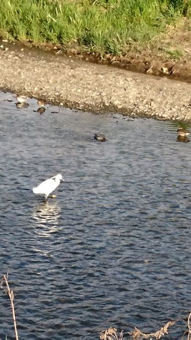 黒目川の白鷺
