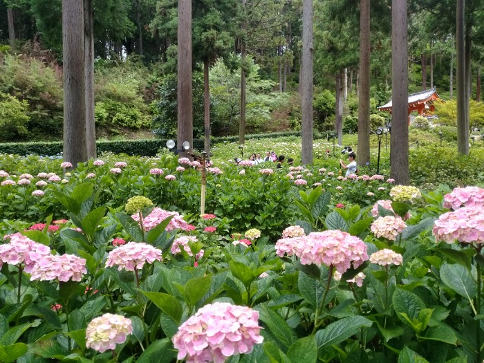 三室戸寺 あじさい園