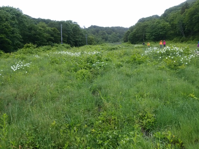 スキ一場 お花畑