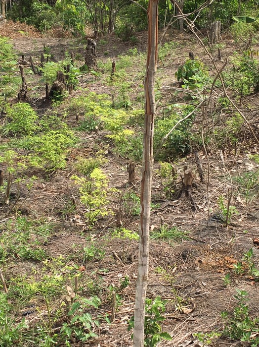 terbakar dan tanam cabei