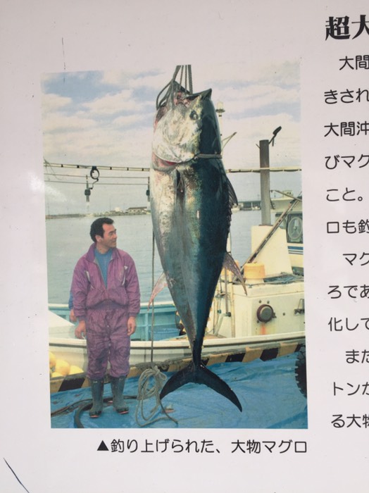 440kの大マグロ