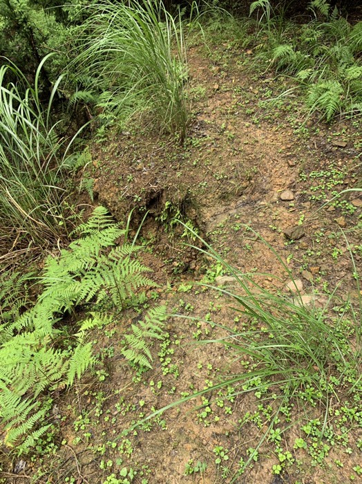 道がえぐられている