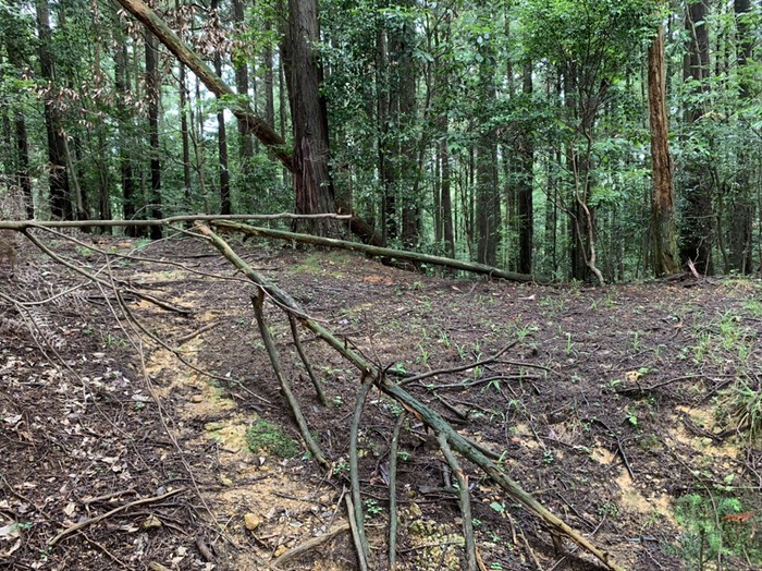 さっきの二股の道は