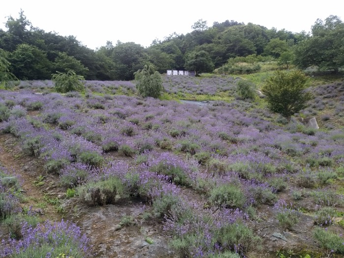 ラベンダー夢農場