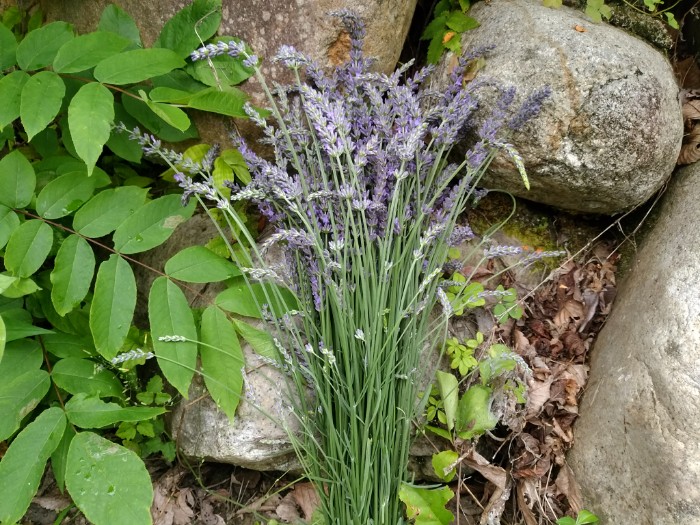 ラベンダー摘み取り