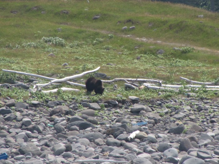 野生のヒグマ発見