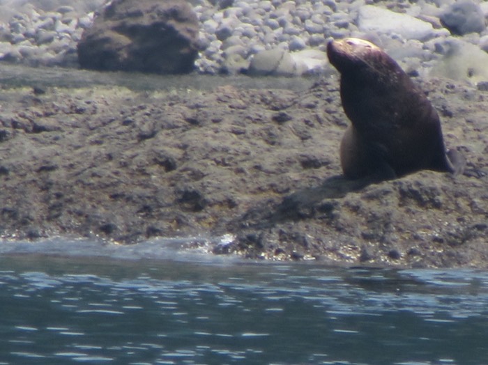 野生のトド発見