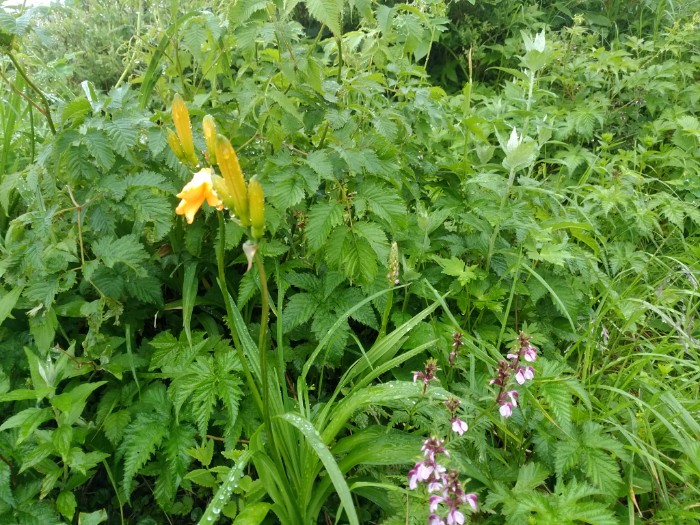 ニッコウキスゲとヨツバヒヨドリ