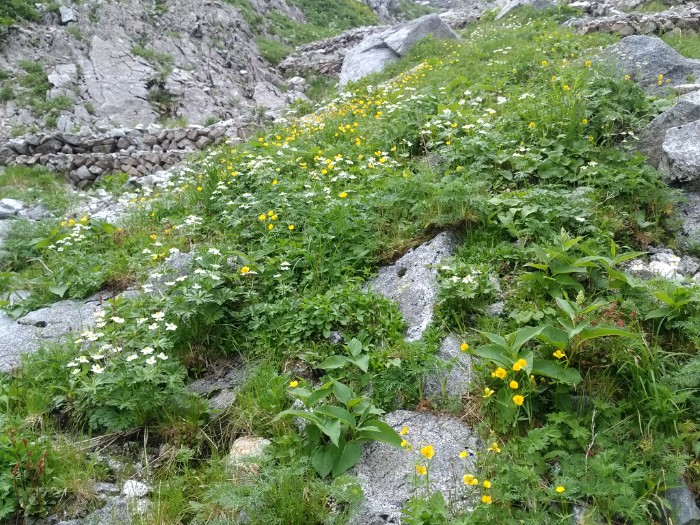 高山植物 八丁坂