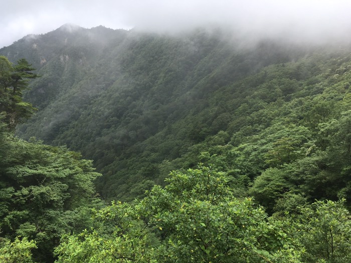 UFOライン＝瓶ヶ森林道かめがもり