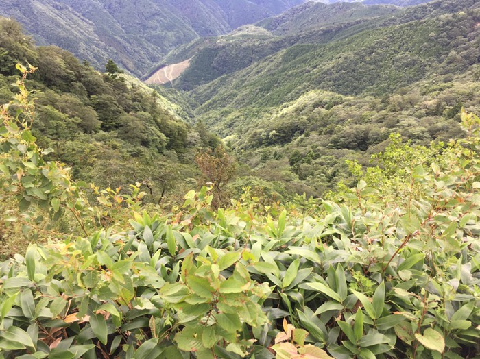 UFOライン＝瓶ヶ森林道かめがもり
