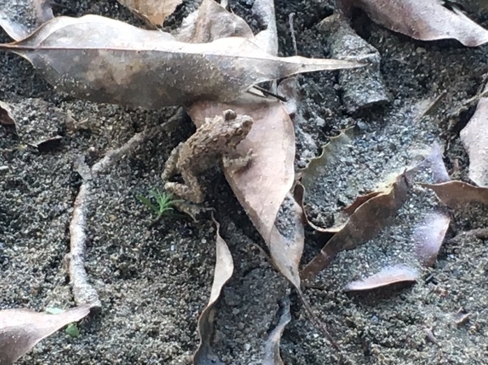 美濃田の淵🏕キャンプ場