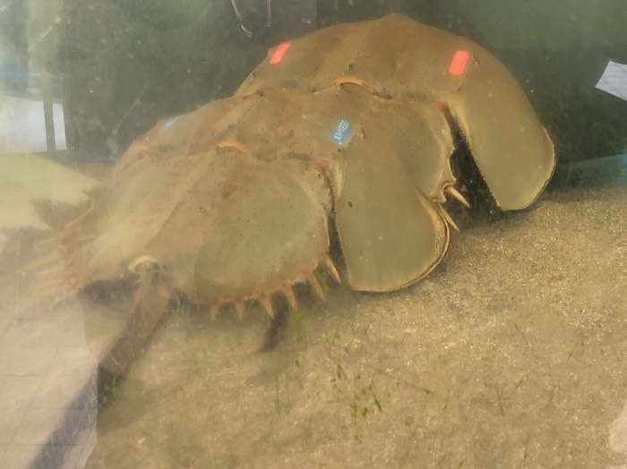 カブトガニ博物館