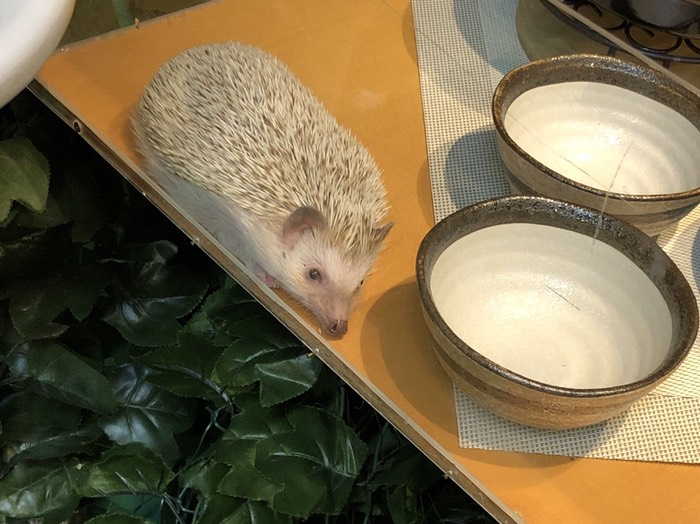 倉敷美観地区