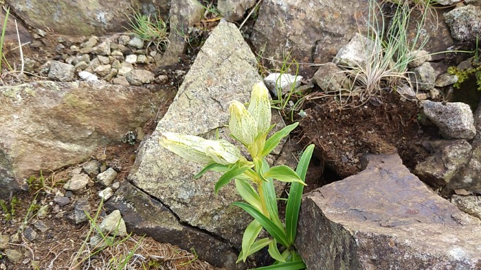 トウヤクリンドウ