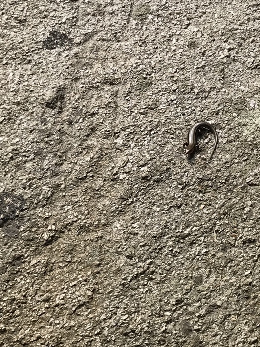 大師の爪書き石