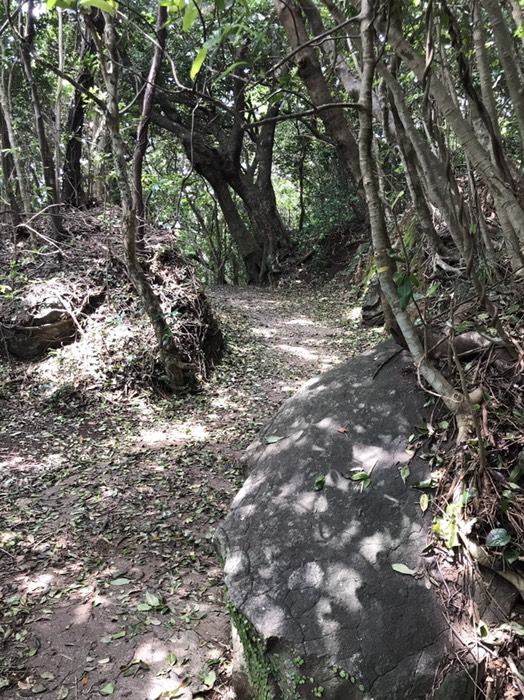 足摺岬の遊歩道