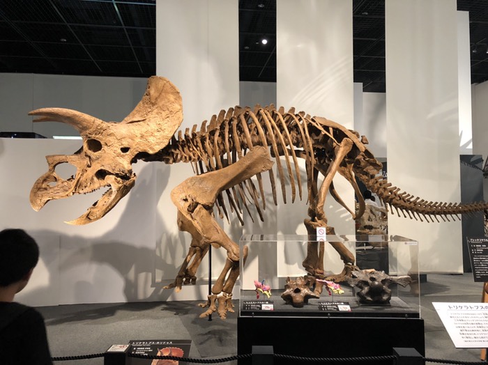 恐竜博物館