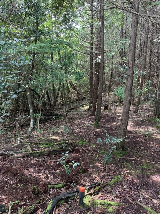 右が雅克さんのヒノキ植林