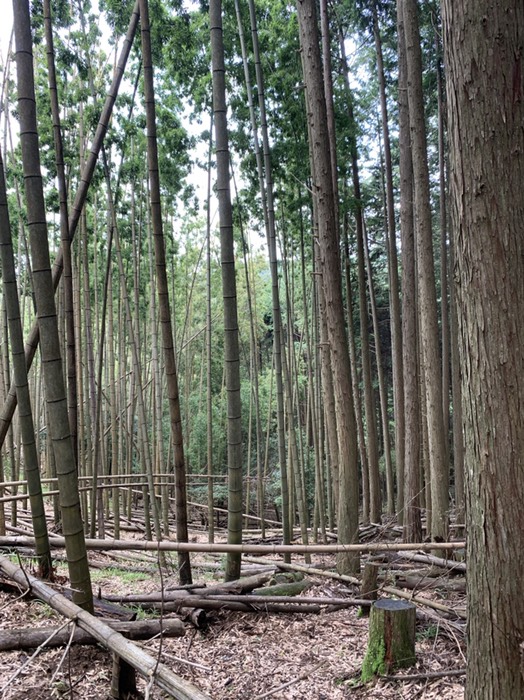 竹林と人工林の境
