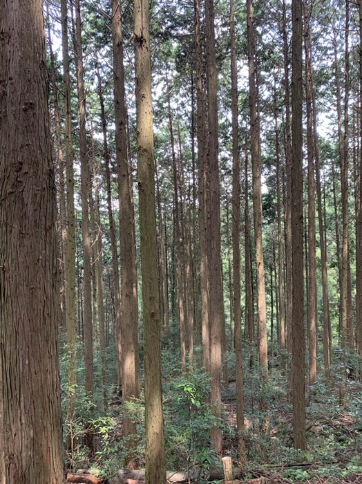 枝打ちされたヒノキ