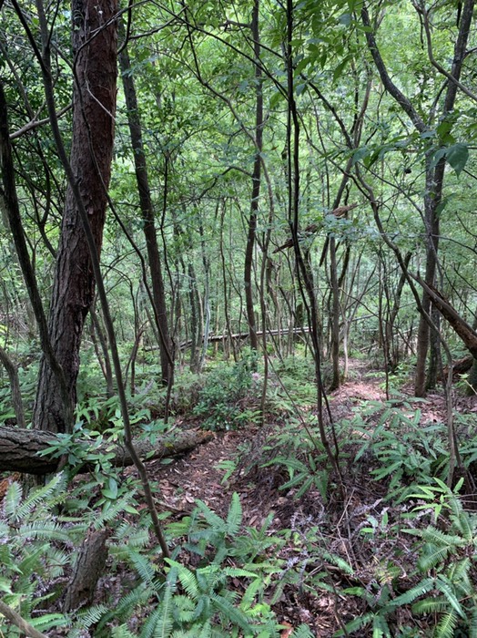 竹林と雑木林の境に