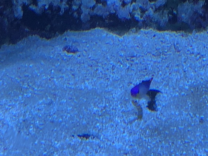 サンシャインシティ水族館